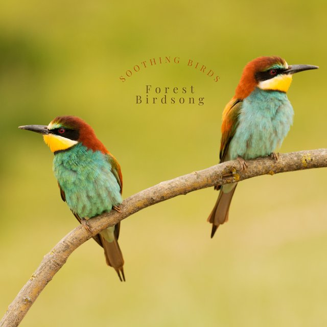 Soothing Birds