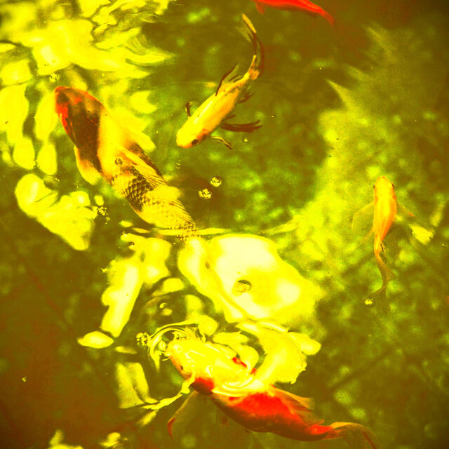 Koi Pond Posse (feat. Pink Navel & Nancy Kneebrace)