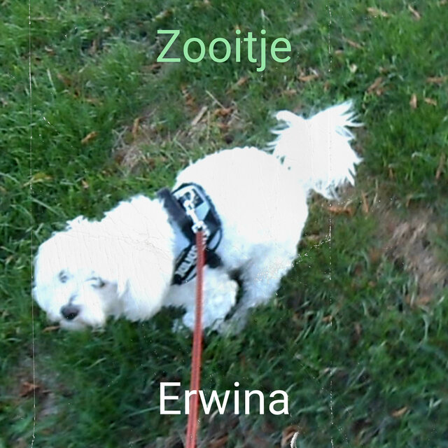 Zooitje