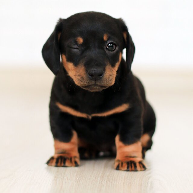 Inspiring Binaural Sounds for Dogs