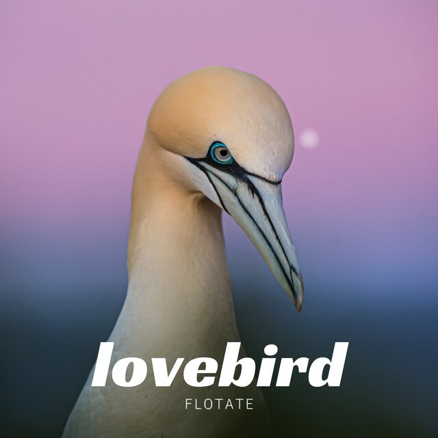 lovebird