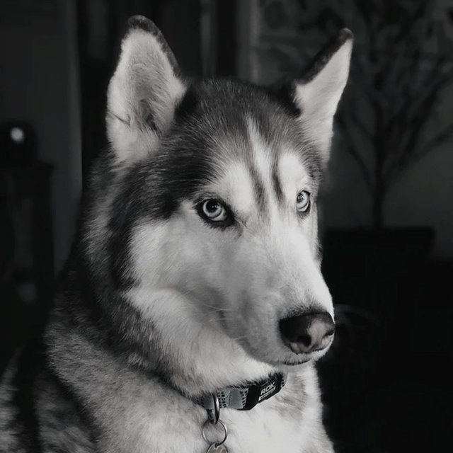 Calming Your Dog (Background Music)