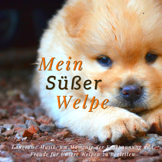 Mein Süßer Welpe: Langsame Musik, um Momente der Entspannung und Freude für Unsere Welpen zu Begleiten