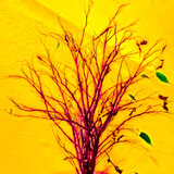 Dead Flowers