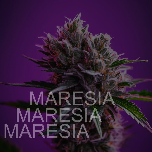 Maresia