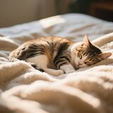 Sleep Melodies for Cats