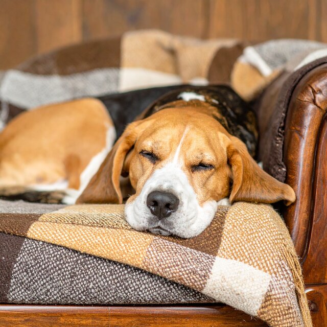 Sonidos Tranquilos Para Perros Serenos
