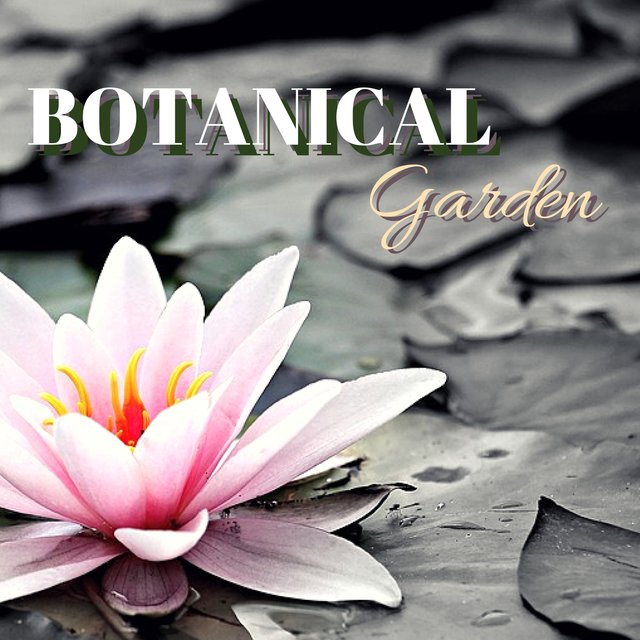 Botanical Garden - Enchanted Zen Garden Magical Sounds to Reclaim Spiritual Energy