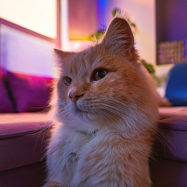 Lofi Music For Cats And Their Gentle World