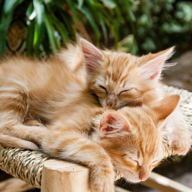 Purring kittens sound