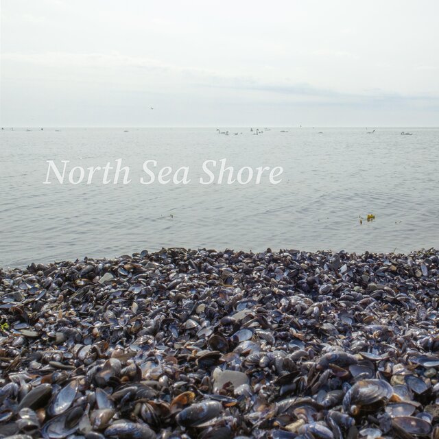 North Sea Shore