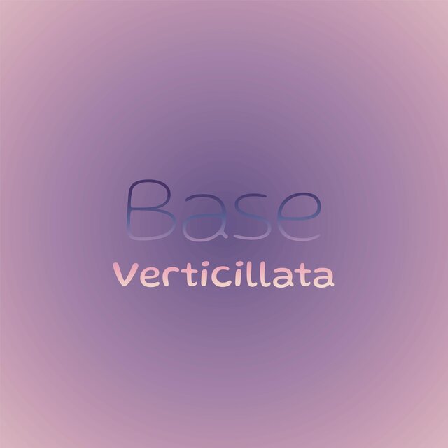Base Verticillata
