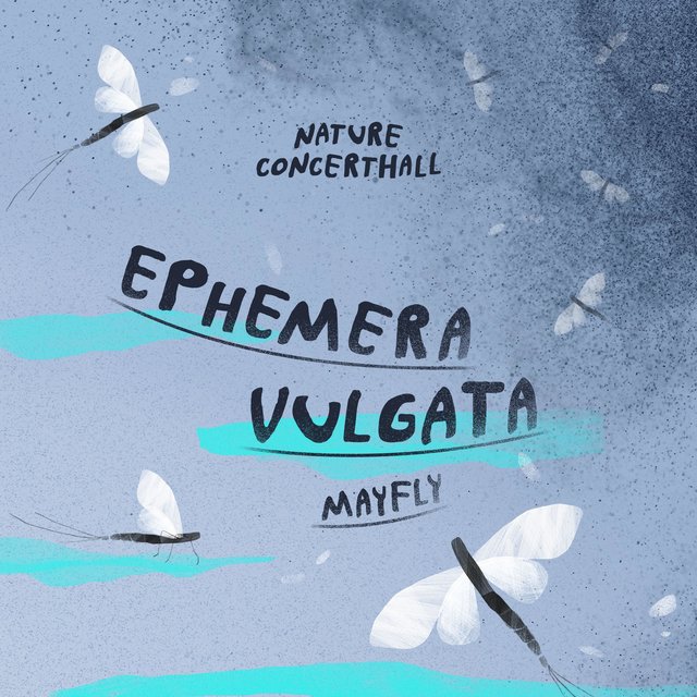 Ephemera Vulgata