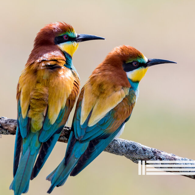Radio Des Oiseaux Du Matin