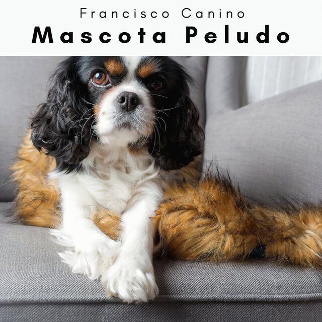 4 Patas: Mascota Peludo