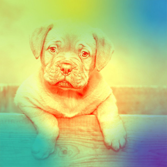 Outstanding Guitar Music - Background for Dog Walking