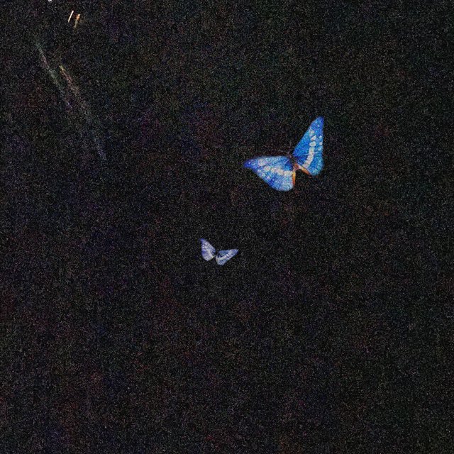 blue butterfly