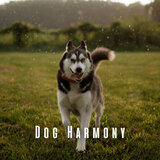 Brown Noise Wagging Bliss