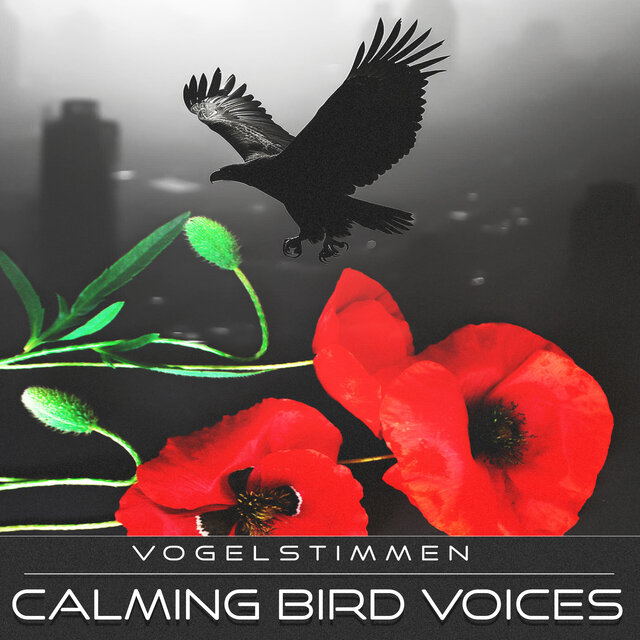 Calming Bird Voices