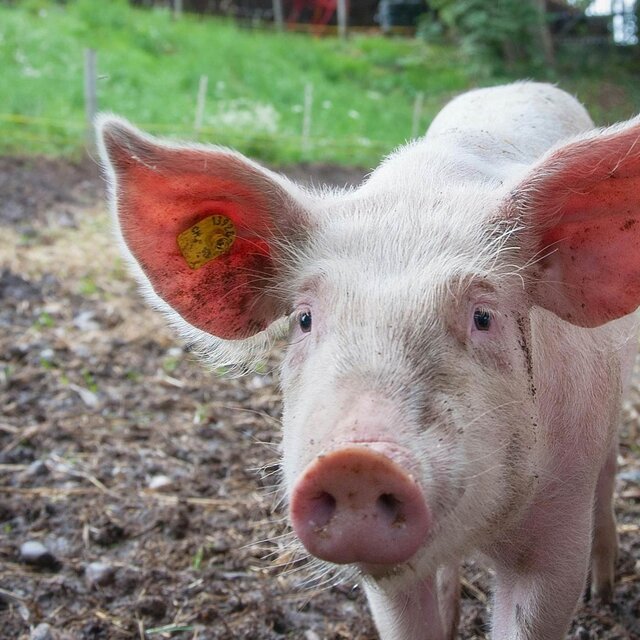 SWINE