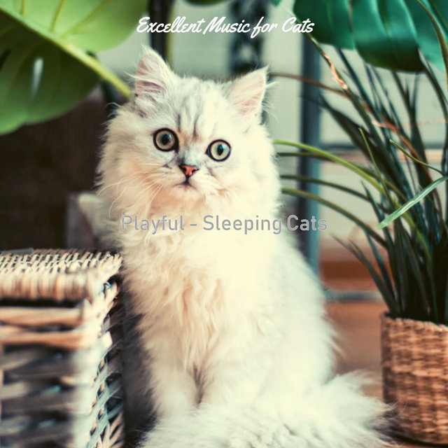 Playful - Sleeping Cats