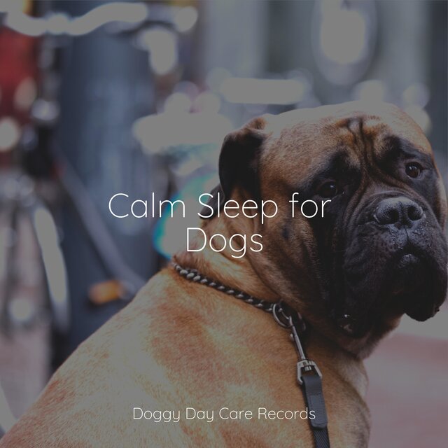 Calm Sleep for Dogs