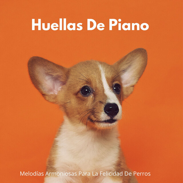 Huellas De Piano: Melodías Armoniosas Para La Felicidad De Perros