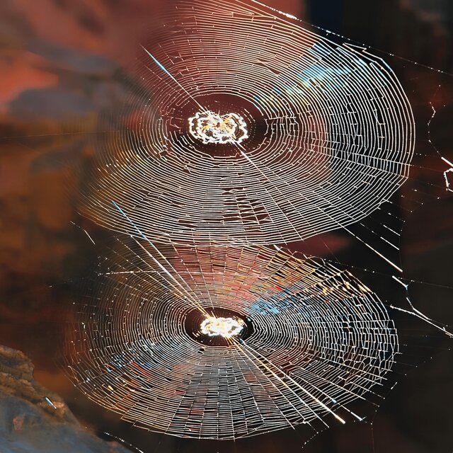 SpiderWeb (Instrumental Versions)