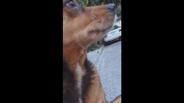 La Balada de los Perros