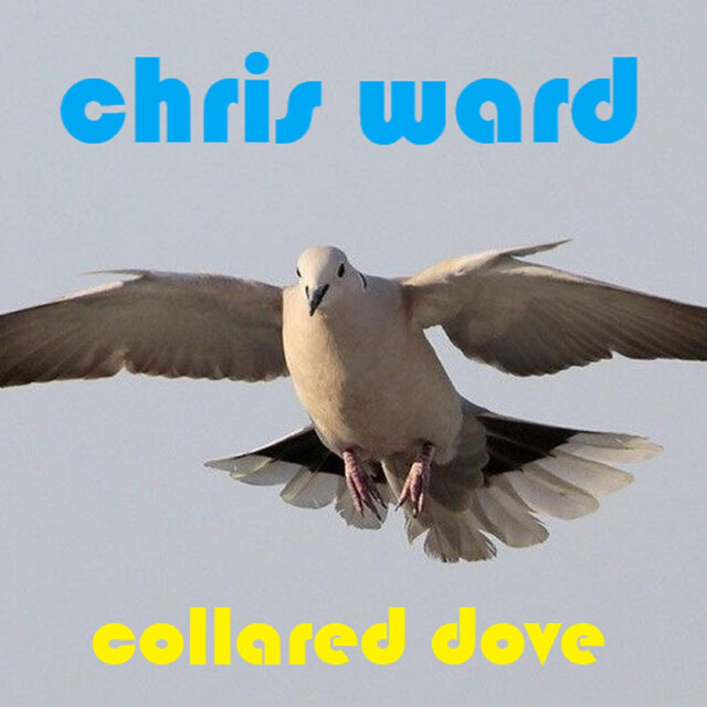 Collared Dove