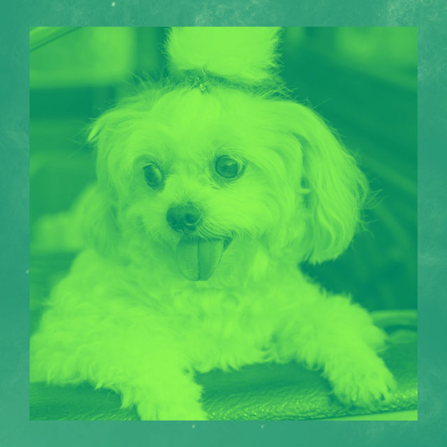 Backdrop for Puppy Anxiety Relief - High-class Jazz Quintet