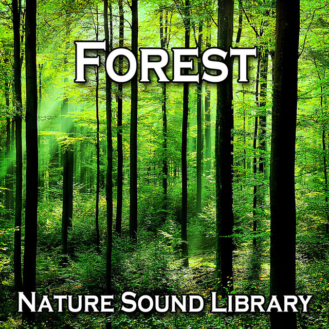Forest (Nature Sounds for Deep Sleep, Relaxation, Meditation, Spa, Sound Therapy, Studying, Healing Massage, Yoga and Chakra Balancing)
