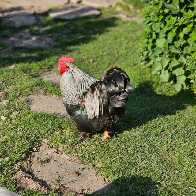 Huhn oder Ei