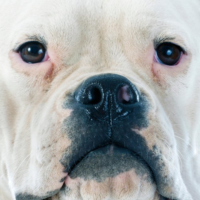 American Bulldog