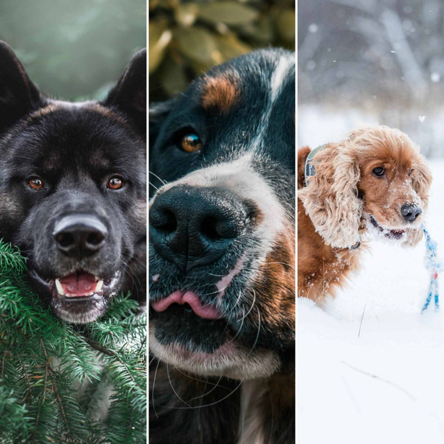 Sultry Ambiance for Calming Your Puppies