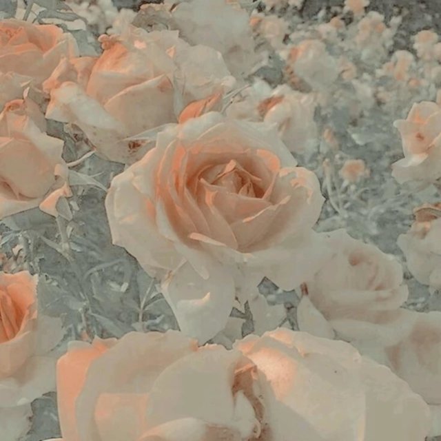 Rose Quartz.