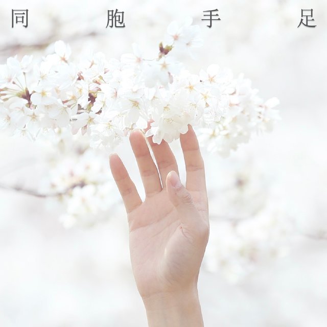 同胞手足