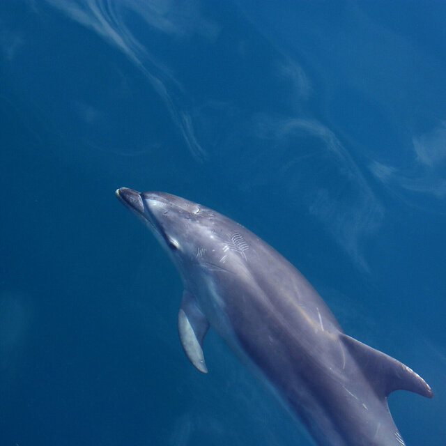 Calm Whales and Dolphins