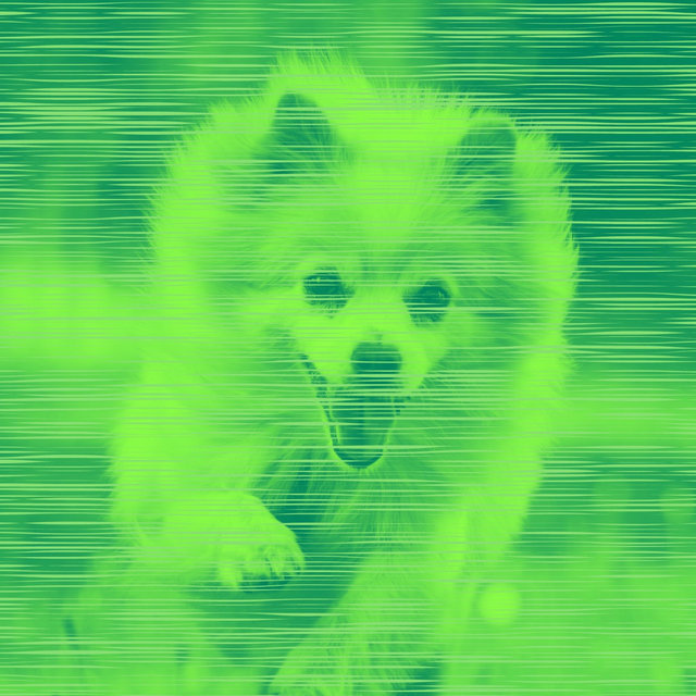 Wonderful Bgm for Dog Training