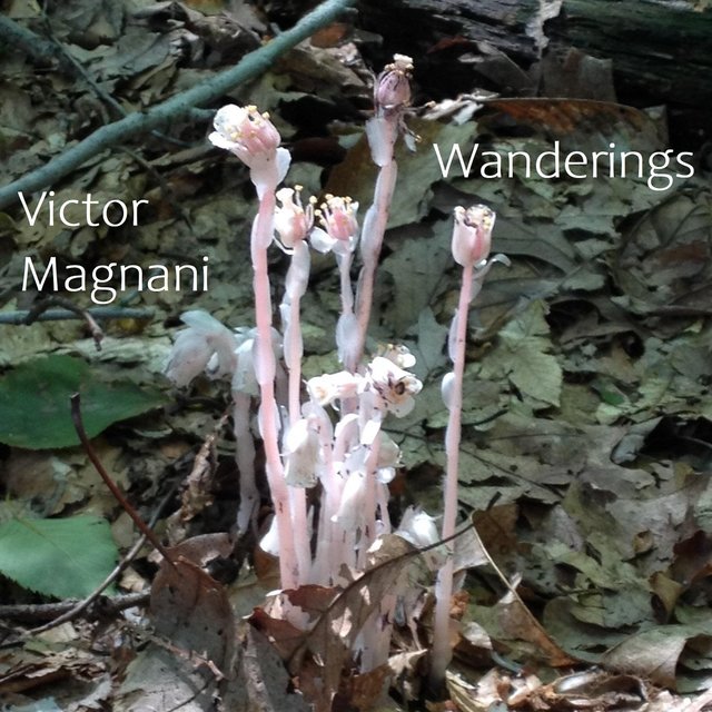 Wanderings