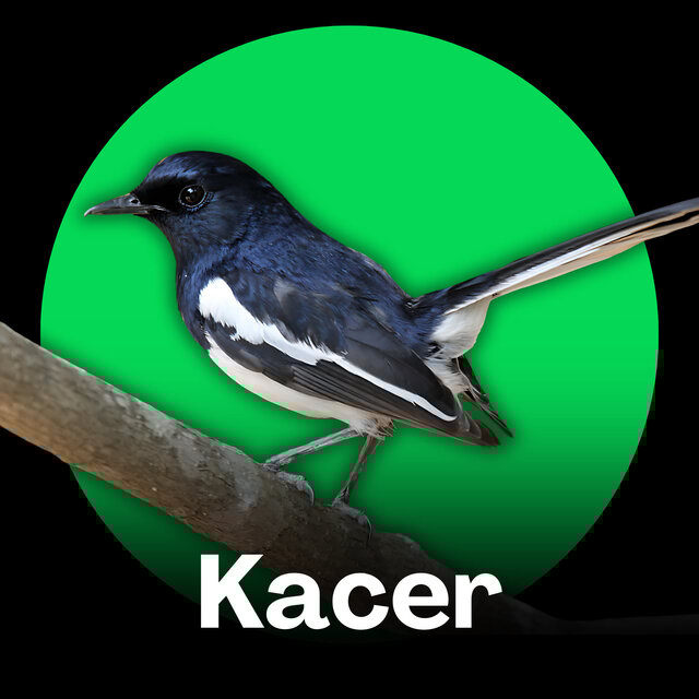 Kacer (Magpie Robin) (Melodi Alam Indonesia)