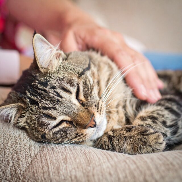 Melodías Lofi De Ensueño Para El Confort De Los Gatos