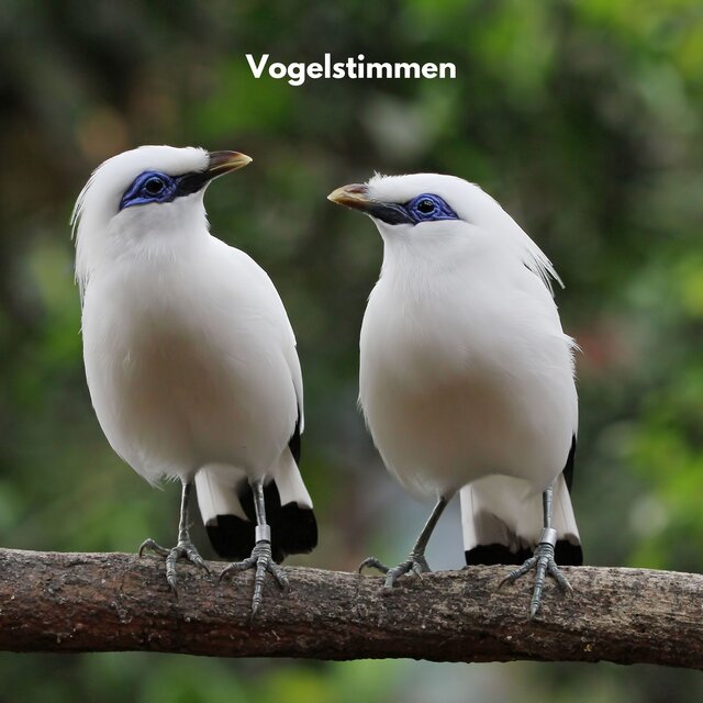 Bird Sounds