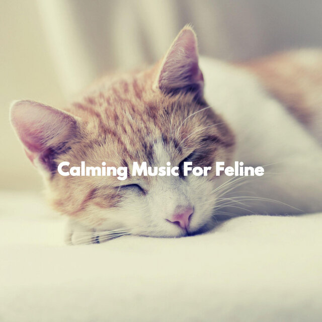Calming Music For Feline