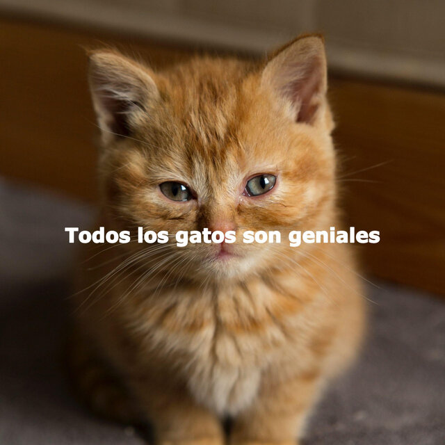 Todos los gatos son geniales