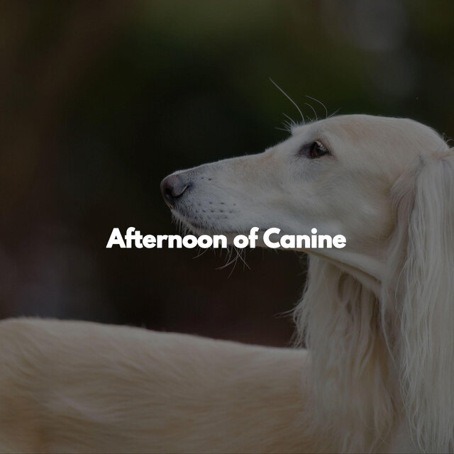 Afternoon of Canine