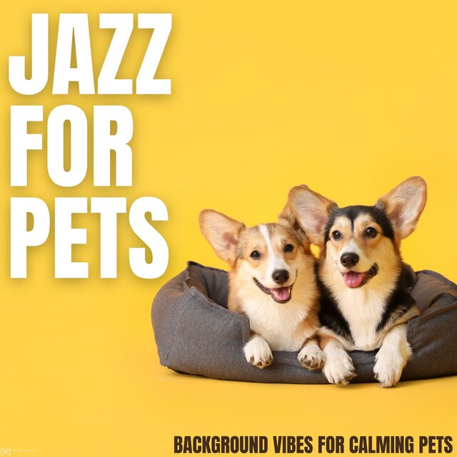 Background Vibes For Calming Pets