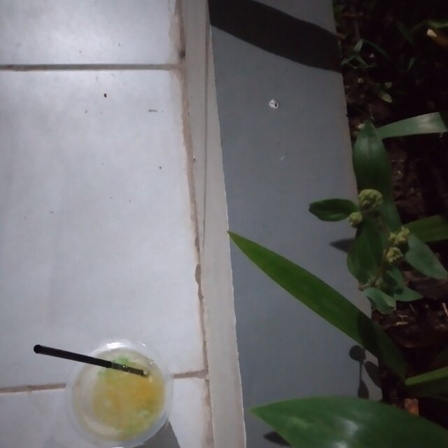 Bertuai tuai