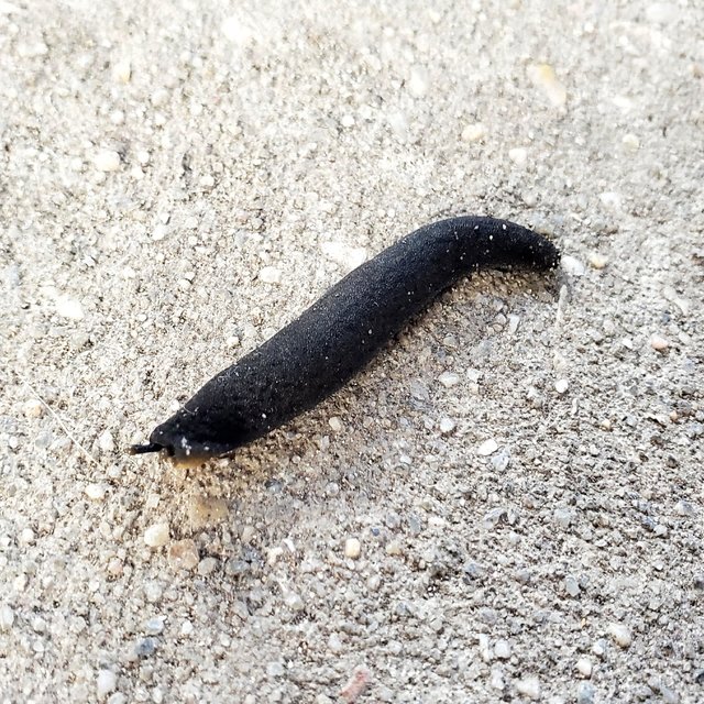Exotic Slugs