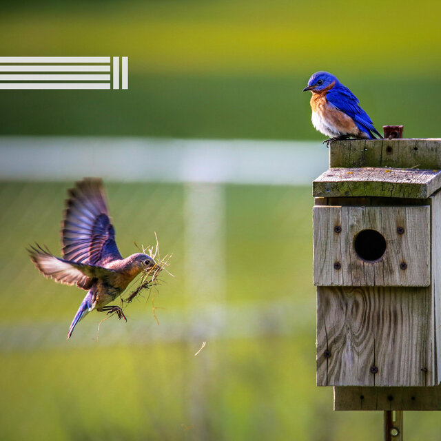 Les Sons Des Oiseaux